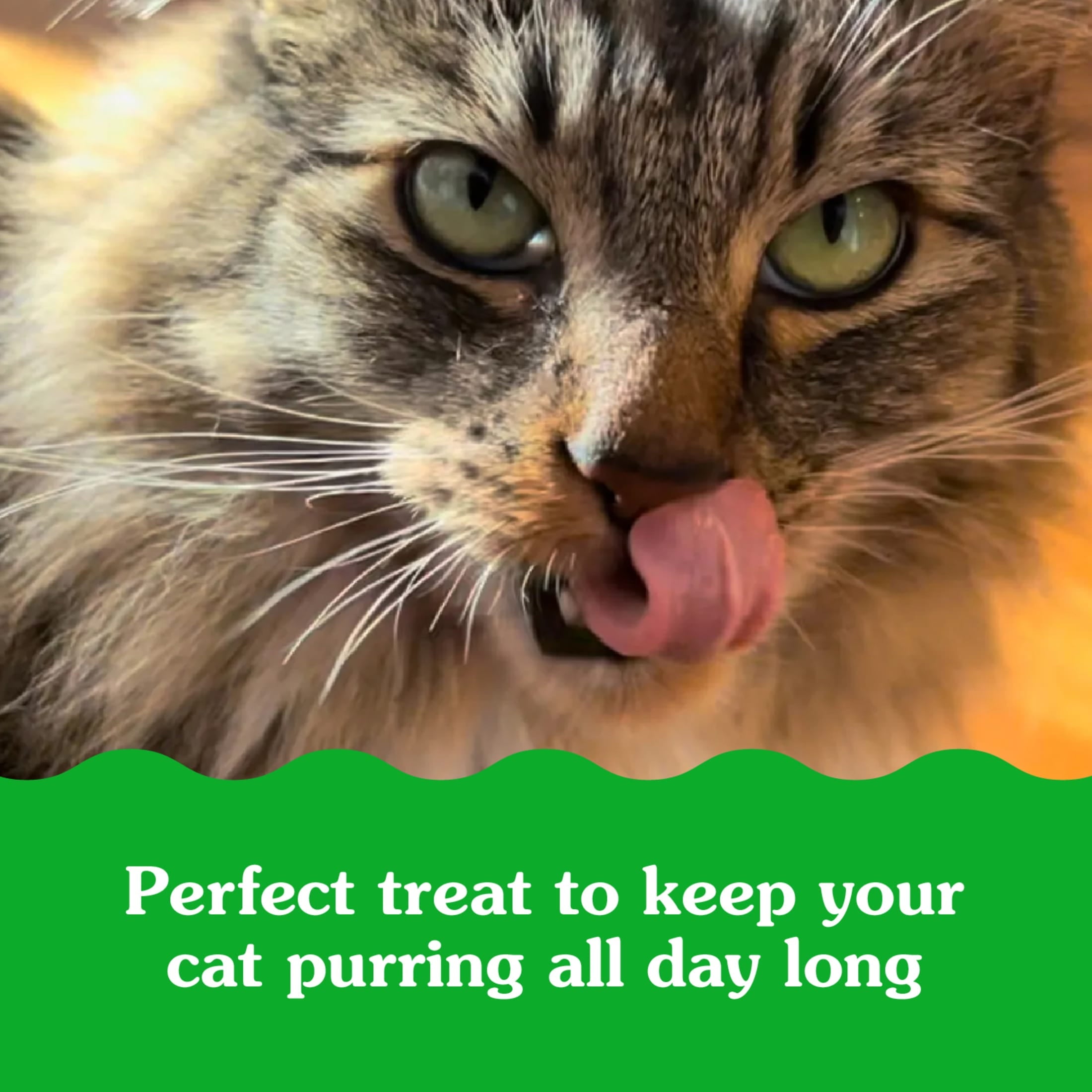 Greenies Chicken Flavor Soft Crunchy Treats For Cats, 16 Oz