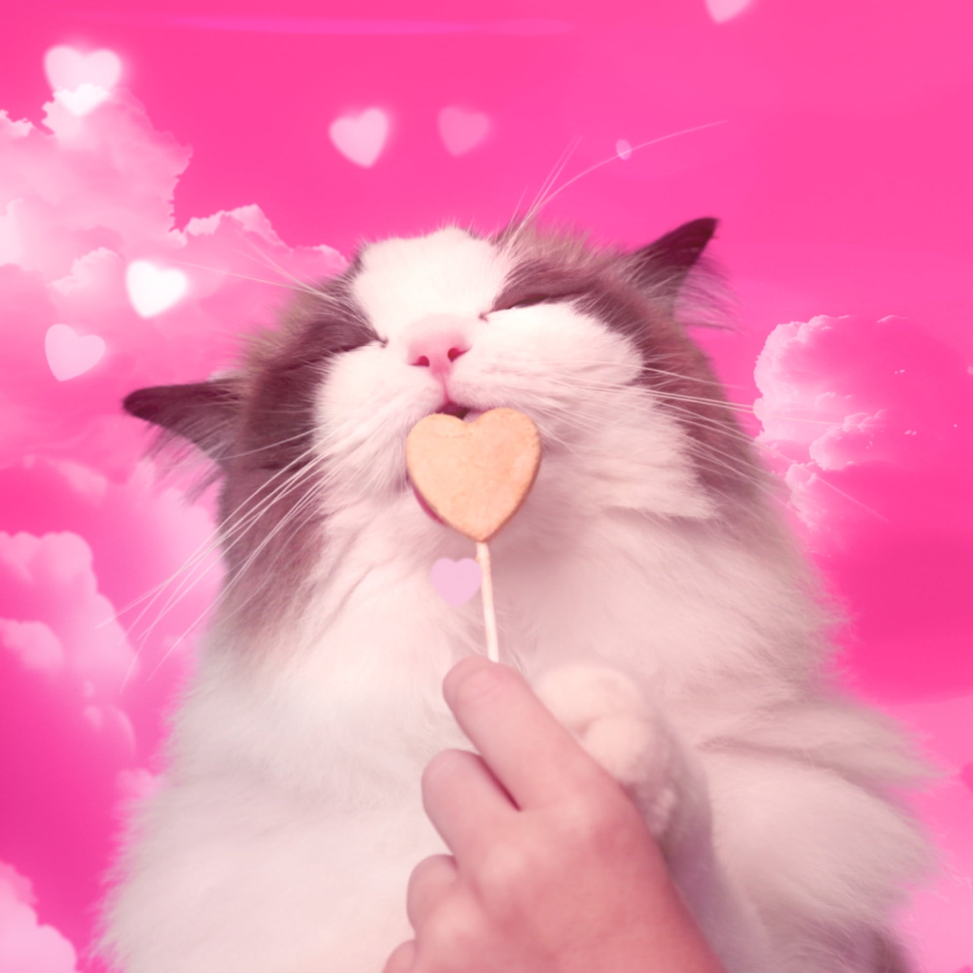 BONKERS Purrpops, Freeze Dried Chicken & Dried Catnip Lollipops Cat Treats, 18 Pieces