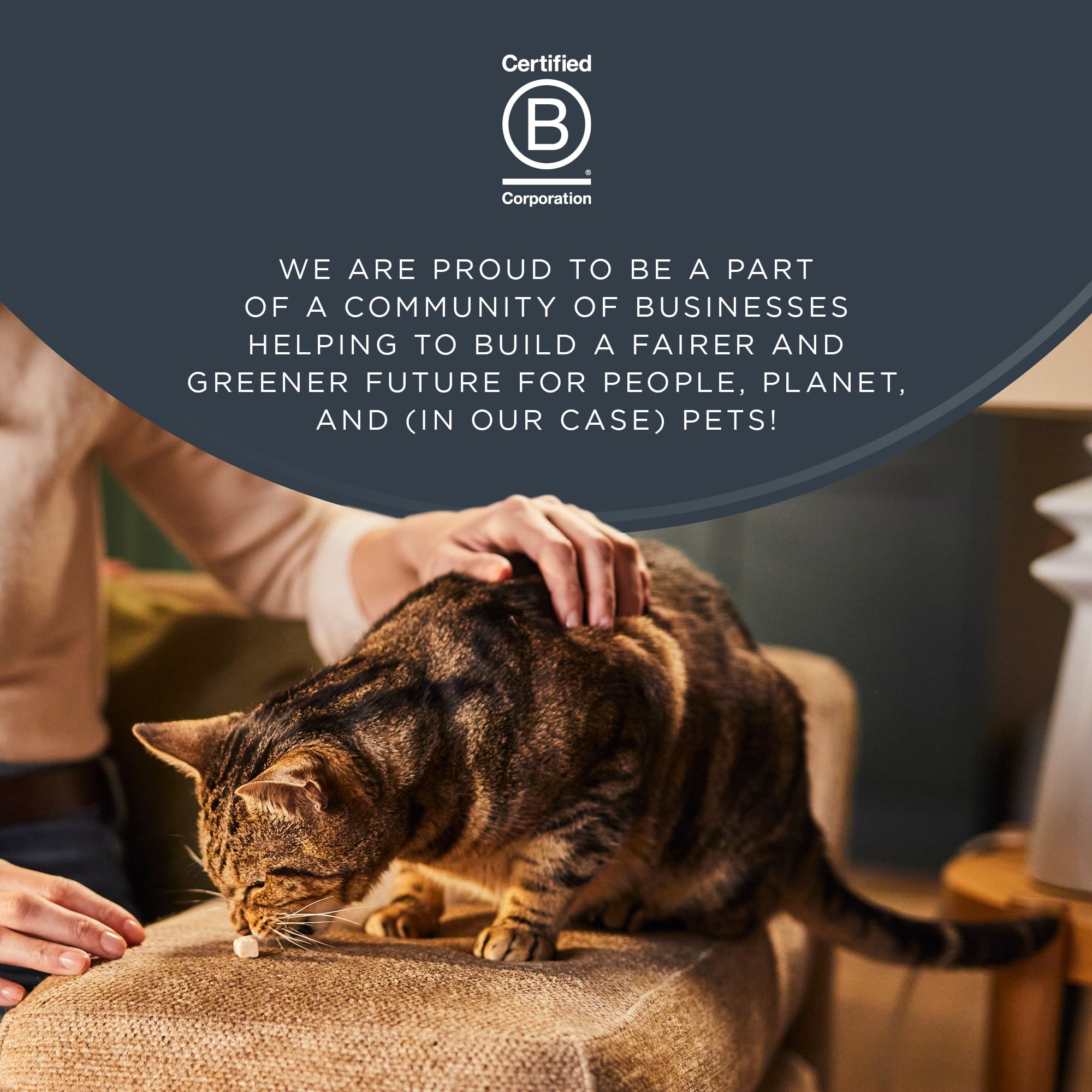 Reveal Pet Food Whole Salmon Loin Cat Treat, Natural Wet Grain Free Food, 12 Ct 1.06 oz Pouches